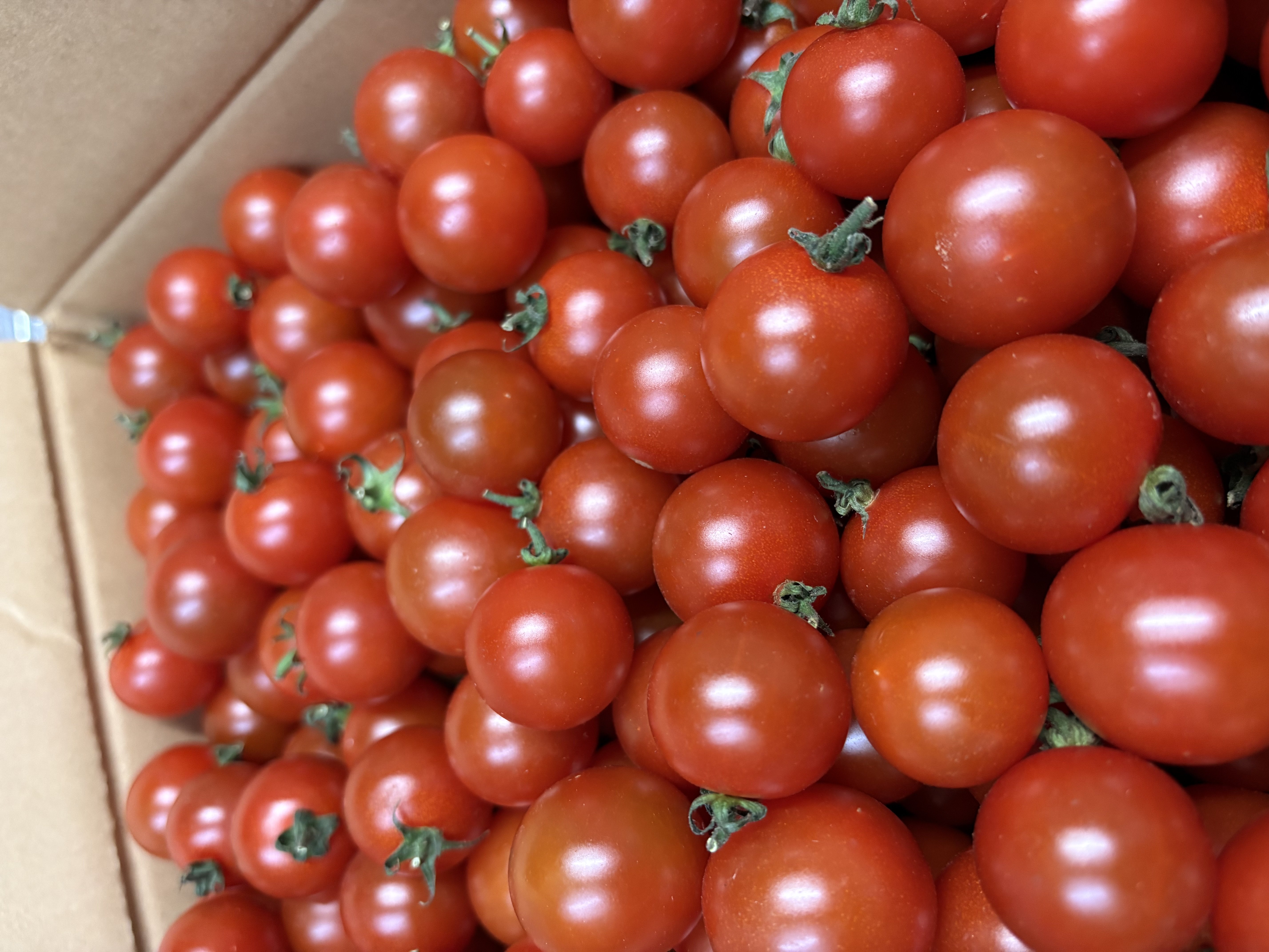 大地ファーム千春のトマトさんからたくさんトマトの寄付をいただきました